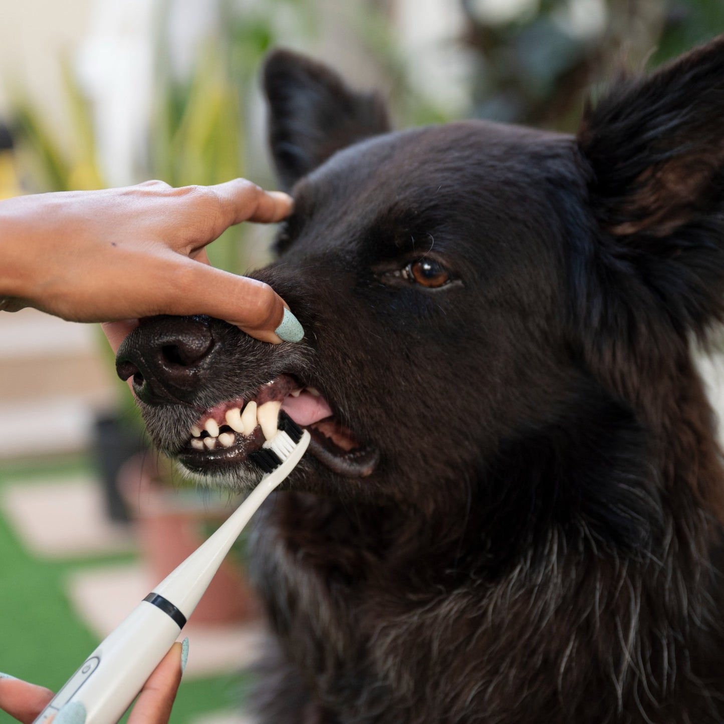 Pet Tooth Cleaner