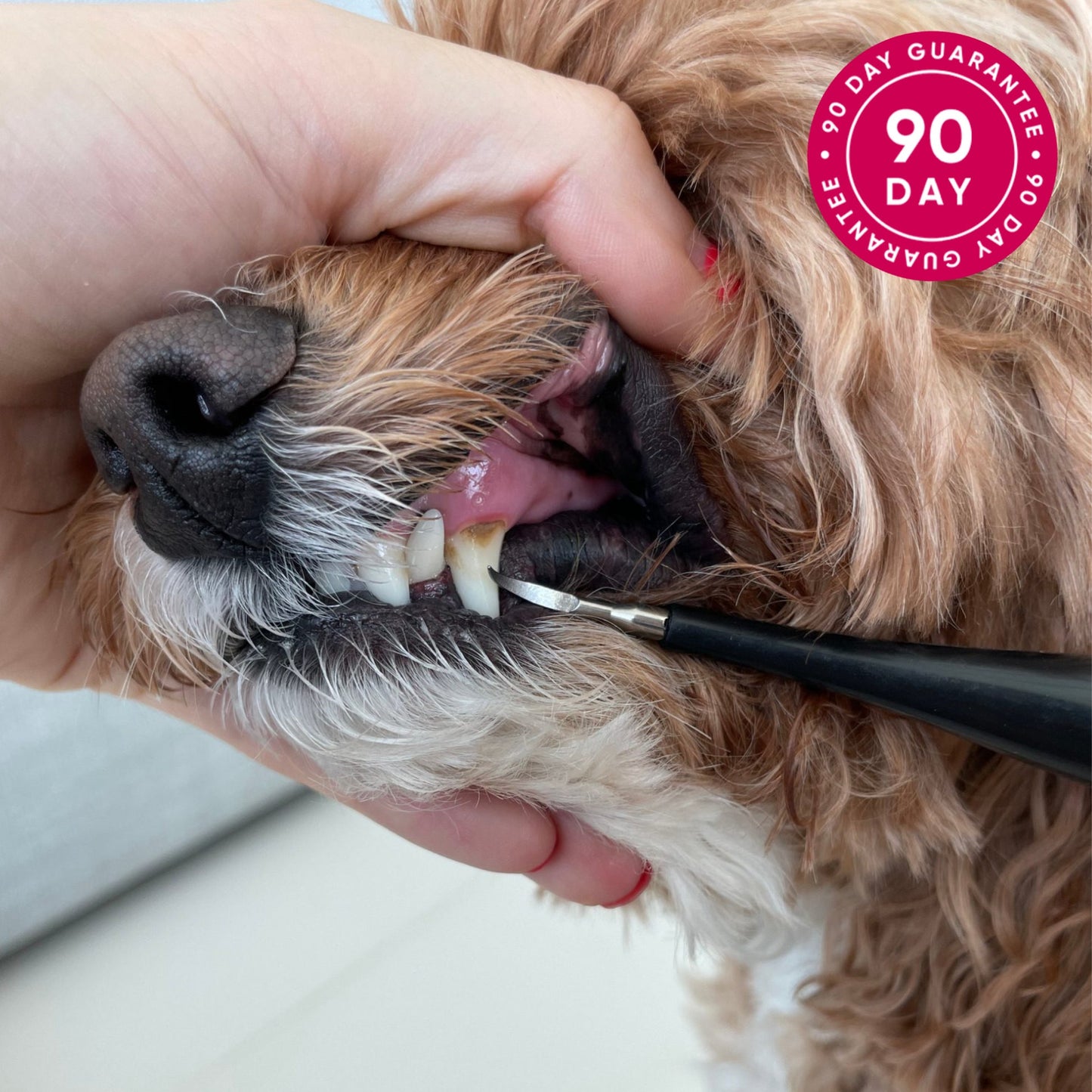 Pet Tooth Cleaner